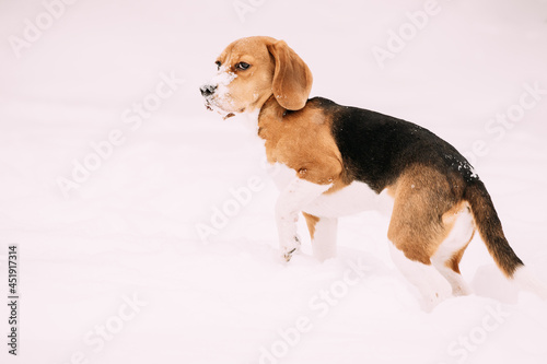 Sad Puppy Of English Beagle Sitting In Snow And Holding Up Frozen Paw At Winter Day. Beagle Is A Breed Of Small Hound