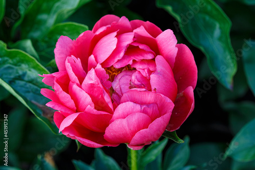 Fototapeta Naklejka Na Ścianę i Meble -  Raspberry Charm  pink flower peony lactiflora in summer garden