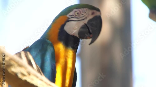 macaw leaning on a tree branch outdoors in rio de janeiro Brazil. photo
