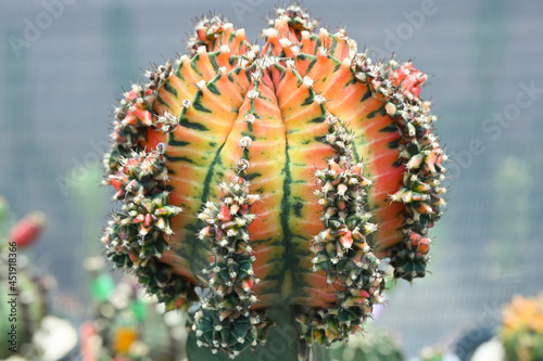 Close up colorful cactus plants in the pot.Gymnocalycuim type.Desert plant in the pots at the green house. photo