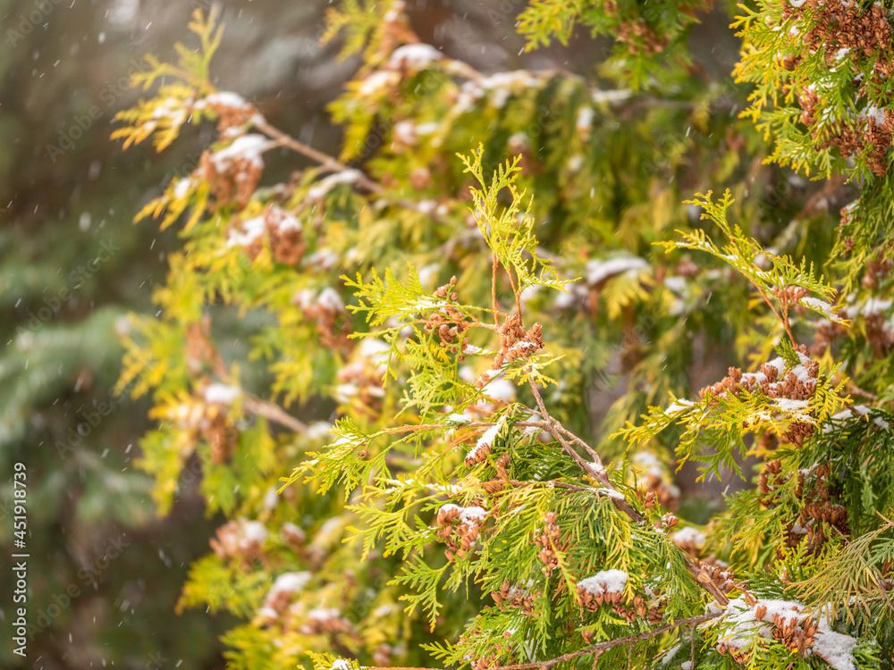 Snow on green thuja branches in the sunlight. Snow on green thuja branches in the sunlight.