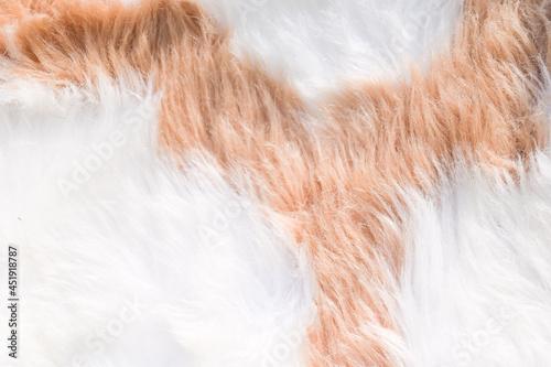 Close up of goat wool texture background.White and brown wool animal background.