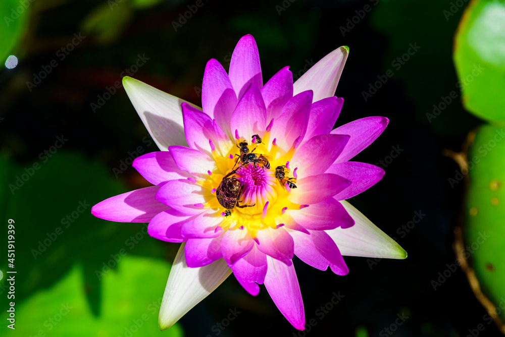 Bugs on pink lotus flower. Bugs on pink lotus flower.