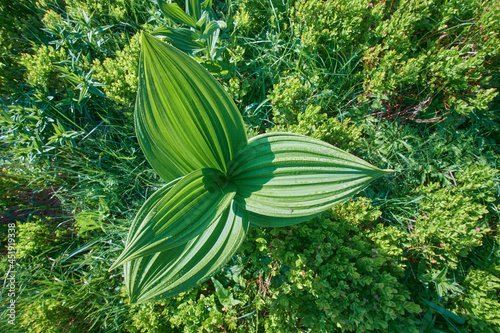 Poisonous plant Veratrum, top view. Wild dangerous plant in natural habitat photo