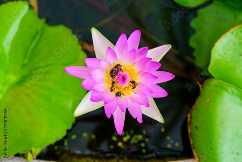Bugs on pink lotus flower.