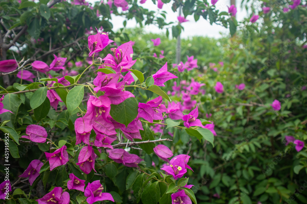 A beautiful light pink bougainvillea in a Thai garden.