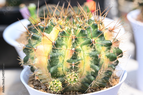 Close up colorful cactus plants in the pot.Gymnocalycuim type.Desert plant in the pots at the green house. photo
