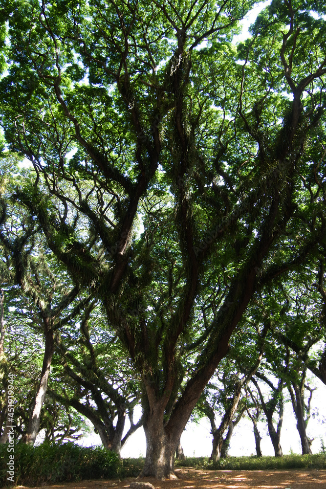 Fototapeta premium Walking around old trees 
