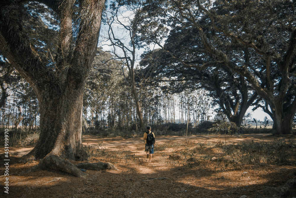 Benculuk, Indonesia - October 10, 2019 : De Djawatan Rain Forest In Banyuwangi Indonesia Benculuk, Indonesia - October 10, 2019 : De Djawatan Rain Forest In Banyuwangi Indonesia