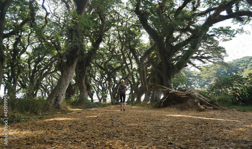 Benculuk, Indonesia - October 10, 2019 : De Djawatan Rain Forest In Banyuwangi Indonesia	 photo