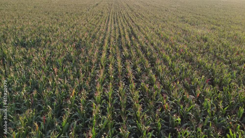 Field of green corn, aerial view of a ripening corn plantation.