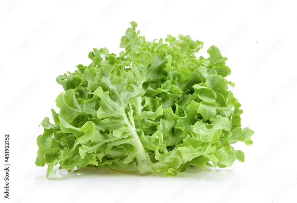 Green oak lettuce  salad leaves isolated on white