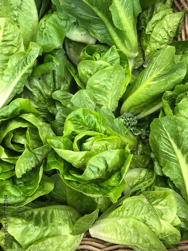 Close up of vibrant green summer lettuce