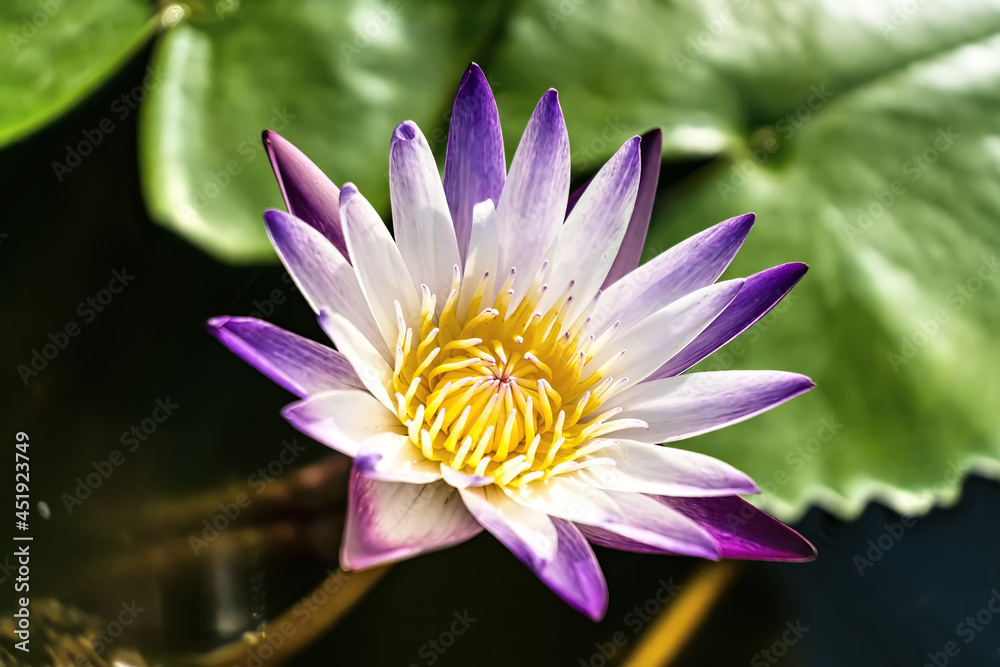 Close up beautiful white blooming lotus flower Close up beautiful white blooming lotus flower