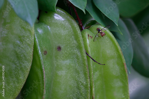 fly on a star fruit