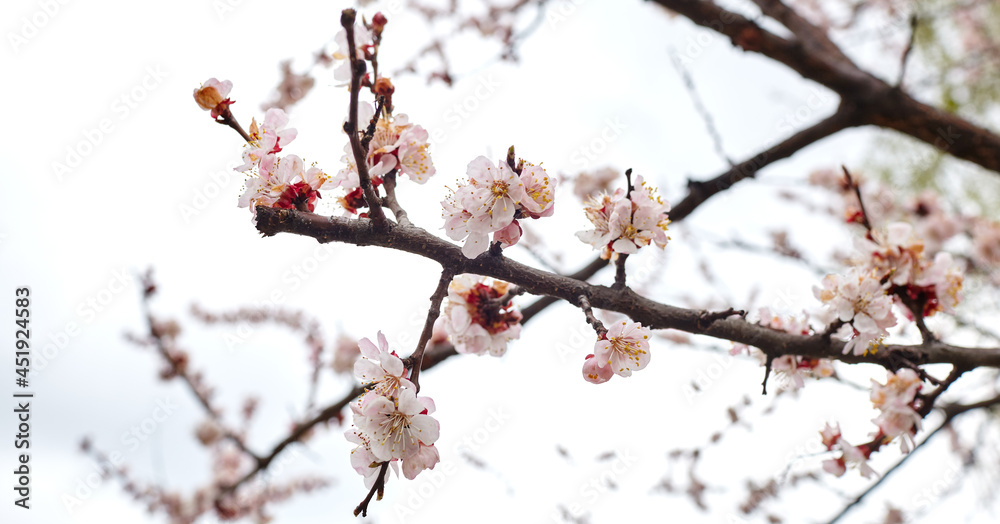 Beautiful white apricot blossom at park. Flowering apricot tree. Fresh spring background on nature outdoors. Soft focus image of blossoming flowers in spring time Beautiful white apricot blossom at park. Flowering apricot tree. Fresh spring background on nature outdoors. Soft focus image of blossoming flowers in spring time