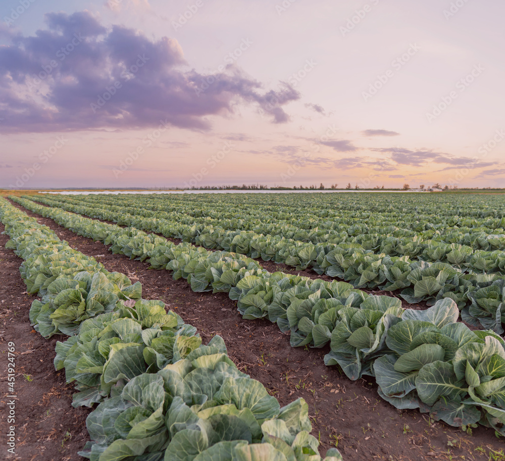 Fototapeta premium young cabbage grows in the farmer field
