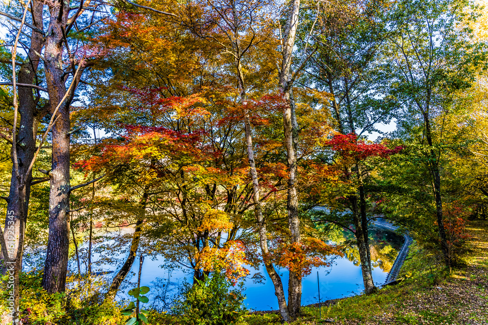 紅葉向こうに池のある風景。長野県伊那市鳩吹公園