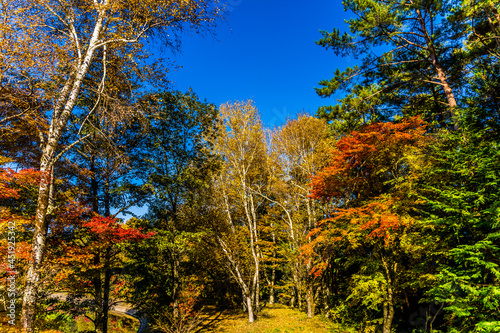 青空の下に紅葉。長野県伊那市鳩吹山 © NCP