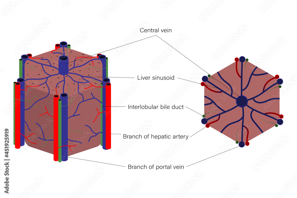 Liver lobules anatomy. Digestive organ. Medical education. Stock Vector ... Biology Diagrams