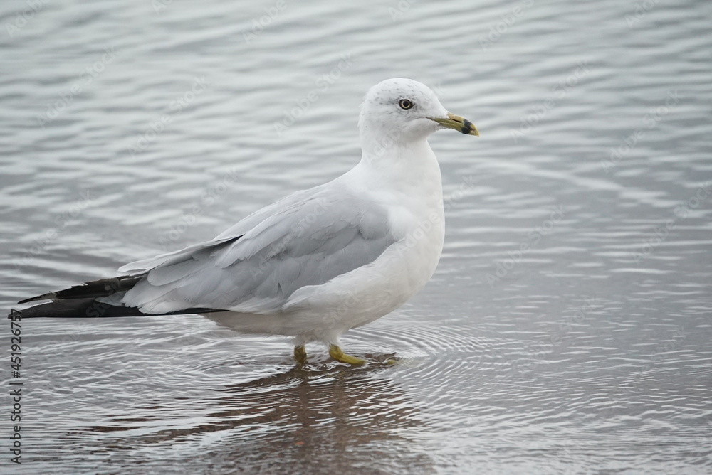 seagull on the beach