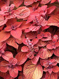 Coleus or painted nettle. Solenostemon ou Plectranthus scutellarioides with attractive gold, copper and red burgundy foliage, blue-violet flowers in slender stems. Beautiful groundcover plant 