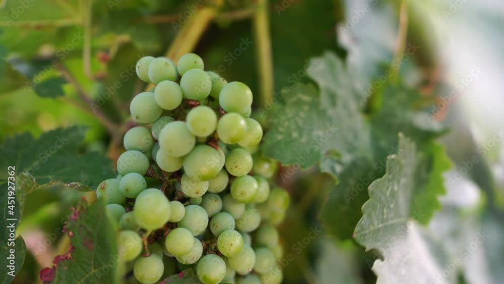 Unripe green grape bunch among grapevine leaves at vineyard in warm sunset sunlight. Beautiful clusters of ripening grapes. Winemaking and organic fruit gardening. Close up. Selective focus. Unripe green grape bunch among grapevine leaves at vineyard in warm sunset sunlight. Beautiful clusters of ripening grapes. Winemaking and organic fruit gardening. Close up. Selective focus.