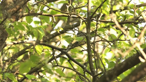 Northern Parula Warbler Perched On Tree Branches In The Forest At Daytime - low angle shot photo