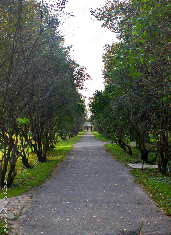 beautiful green alley with asphalt path in a summer park with benches in summer on a sunny day