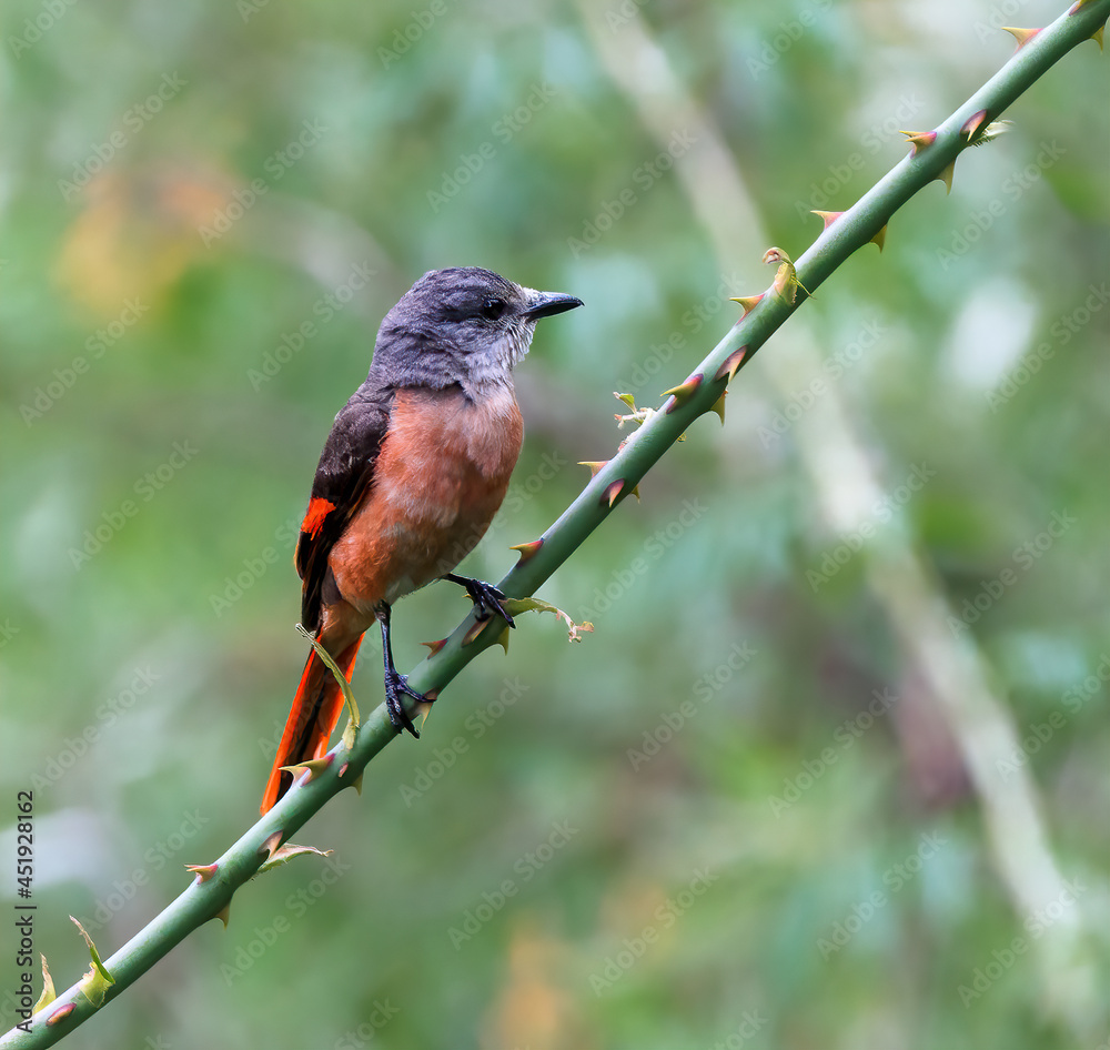 Fototapeta premium Rosy Minivet