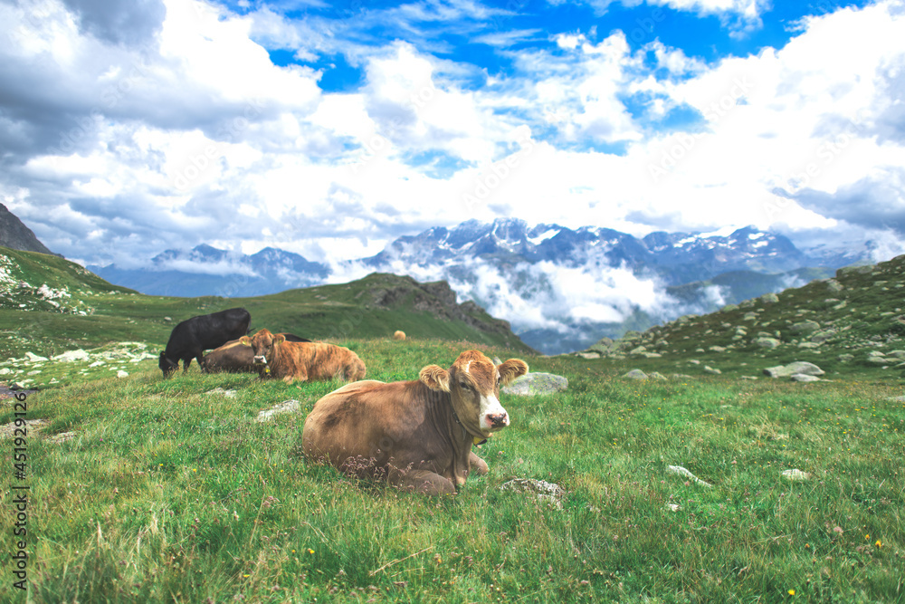 Some cows grazing on the meadows of the Swiss alps