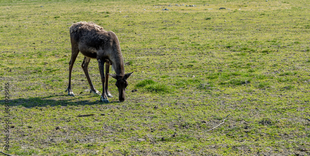 deer in the field deer in the field