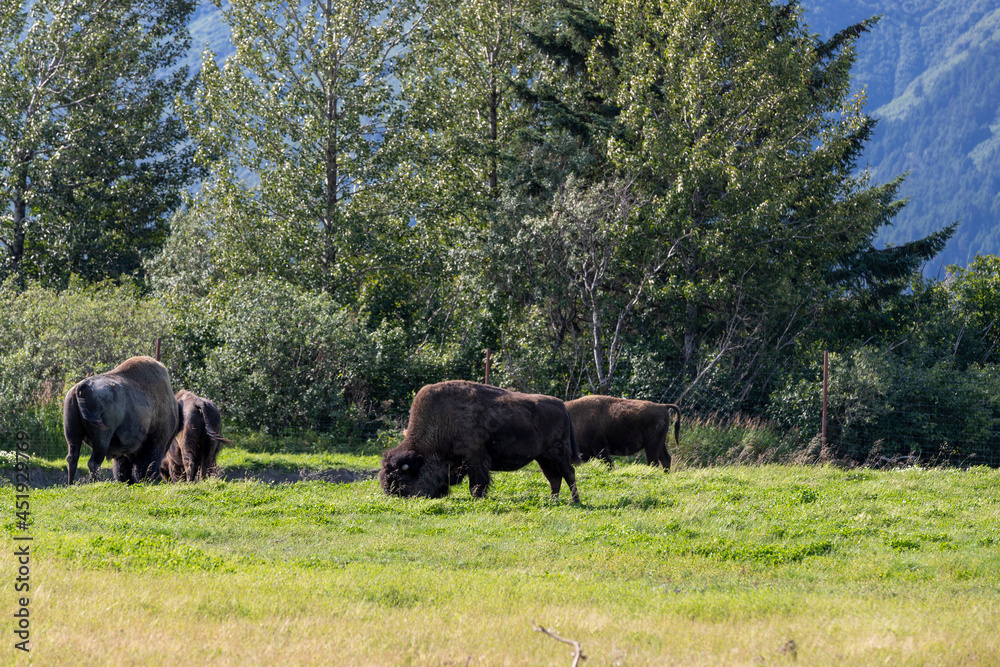 herd of wood bison