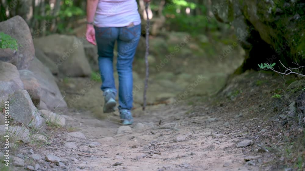 CAMMINARE NEL BOSCO CAMMINARE NEL BOSCO