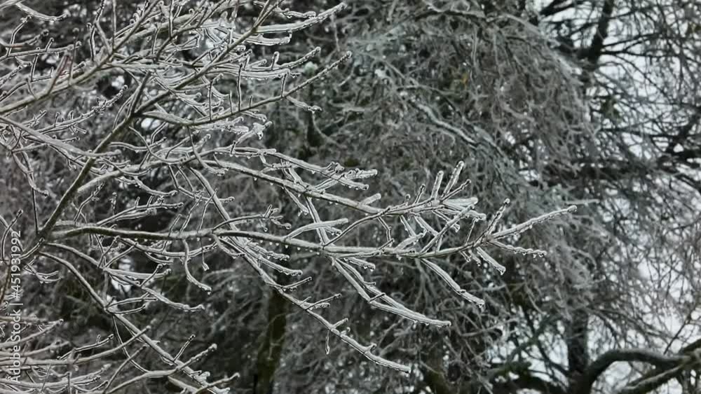 A slow motion steady view of branches covered in ice from freezing rain of a winter storm A slow motion steady view of branches covered in ice from freezing rain of a winter storm