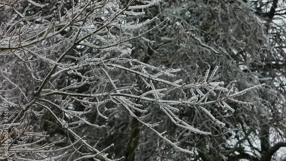 A blast of freezing rain from ice cold winter storm, coats the branches of the trees, making eerie creeking and cracking noises in this smooth steady shot. A blast of freezing rain from ice cold winter storm, coats the branches of the trees, making eerie creeking and cracking noises in this smooth steady shot.
