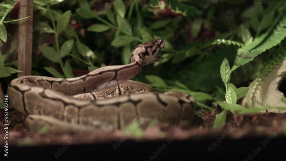 Royal Python - Ball Python Opening Its Mouth After Eating A Rodent. - close up Royal Python - Ball Python Opening Its Mouth After Eating A Rodent. - close up