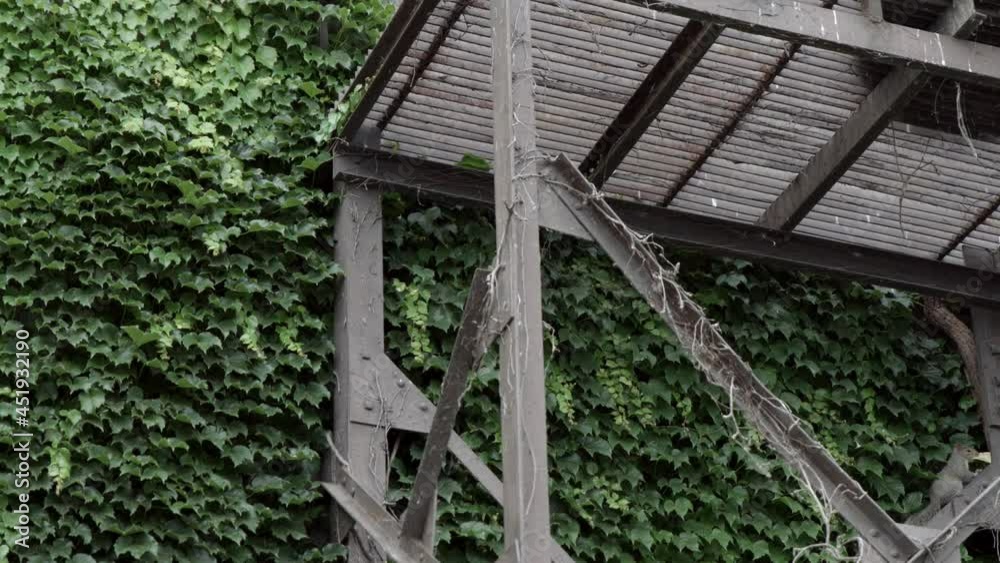 Fire Exit Stairs With Green Ivy Plants Creeping On Wall Of An Old And Abandoned Building. - tilt up Fire Exit Stairs With Green Ivy Plants Creeping On Wall Of An Old And Abandoned Building. - tilt up