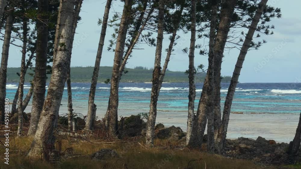 Trees waving in the wind, while waves hit the coast of Loyalty islands - Pan view Trees waving in the wind, while waves hit the coast of Loyalty islands - Pan view