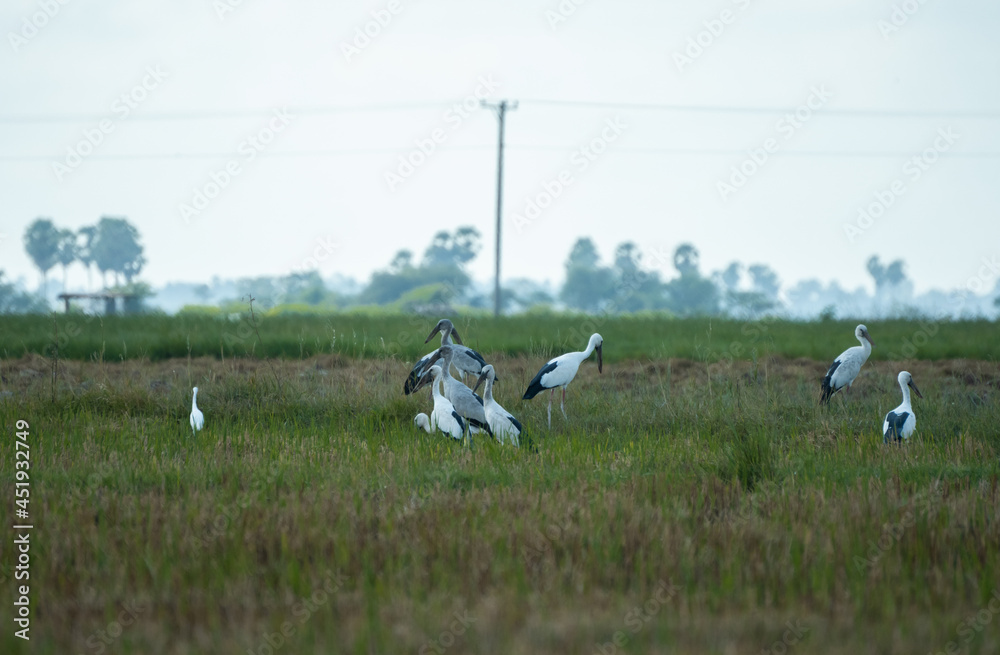 Fototapeta premium flock of birds