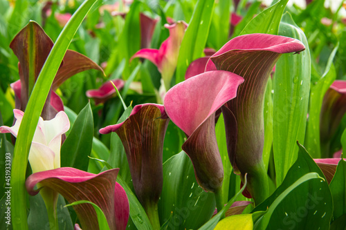 Pink fresh calla lilly flowers
