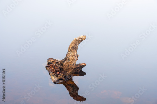 Tree stump in mirrored calm water