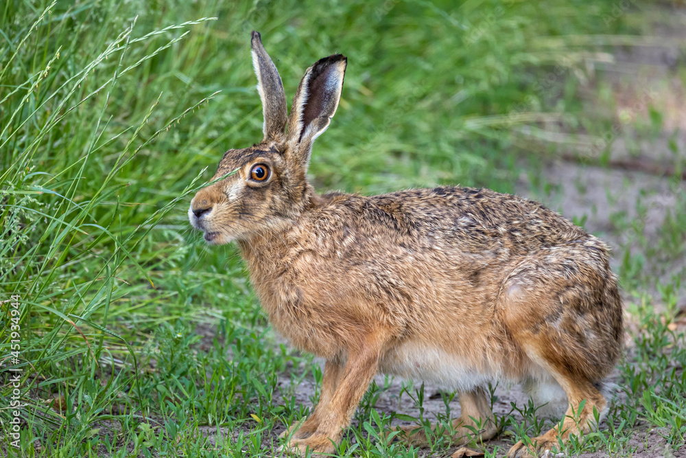 Fototapeta premium hare in the grass