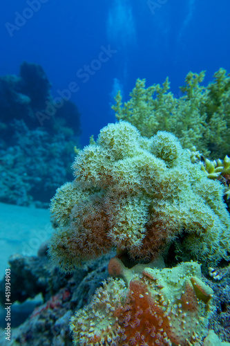 Colorful coral reef at the bottom of tropical sea, great sarcophyton leather coral and broccoli coral, underwater landscape