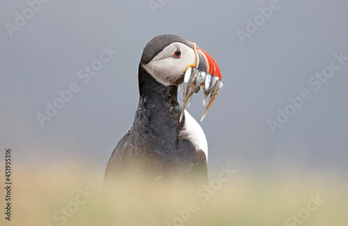 Puffin with sandeels on Iceland © michaklootwijk
