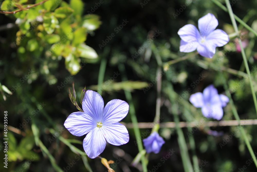 Flowers of the mountains of Vallirana Flowers of the mountains of Vallirana