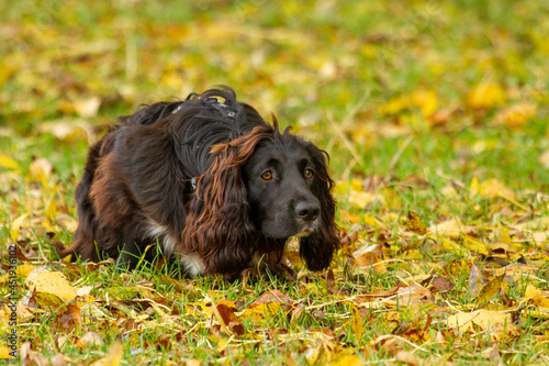 Spaniel in Autumn leaves