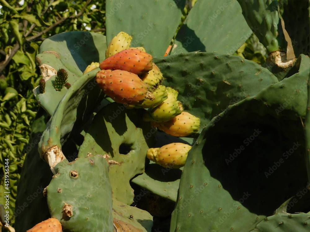 Prickly pear or opuntia ficus indica plant with fruit, in Attica, Greece Prickly pear or opuntia ficus indica plant with fruit, in Attica, Greece
