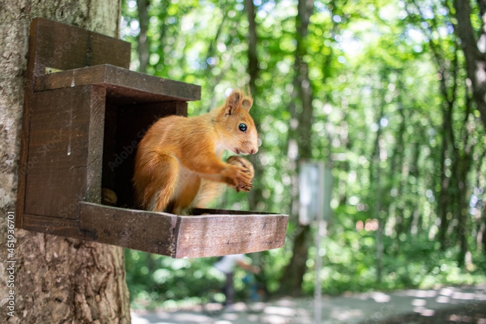 Squirrel trying to eat a nut Squirrel trying to eat a nut