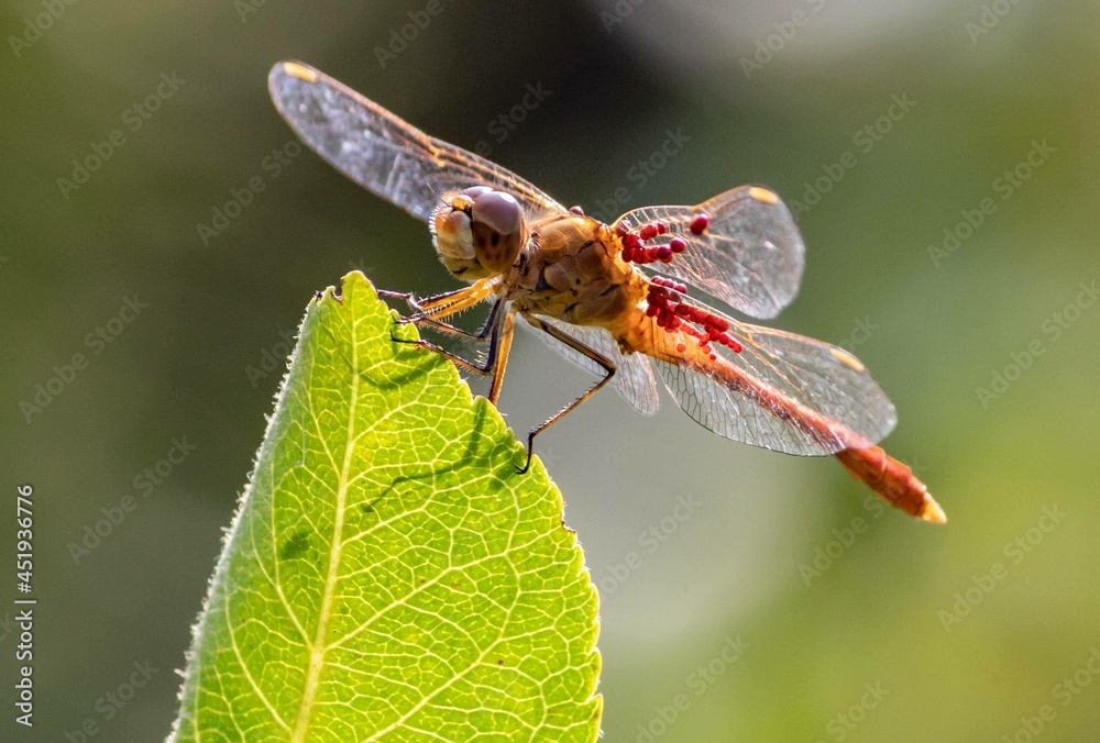 Dragonfly sitting on a green leaf Dragonfly sitting on a green leaf